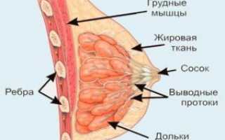 Молочные железы