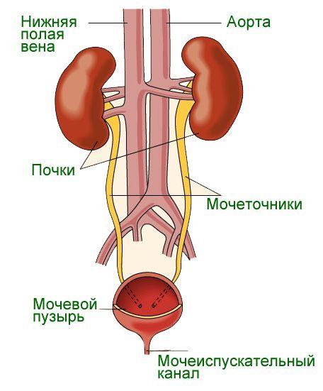Мочевыделительная система