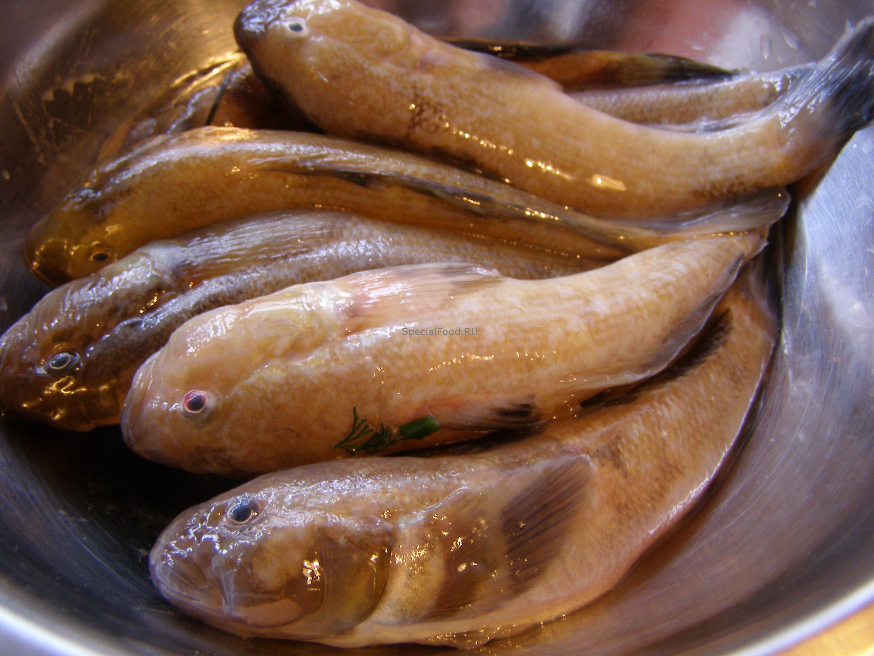 Бычки