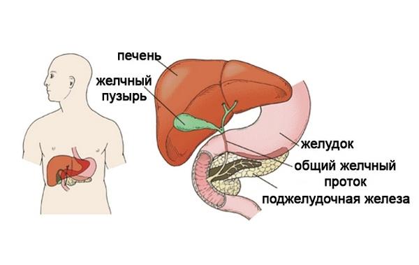 Печень и поджелудочная железа